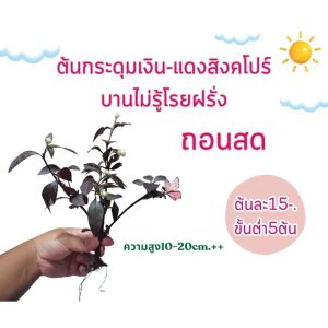 ต้นพันธุ์ กระดุมเงิน แดงสิงค์โปร์หรือบานไม่รู้โรยฝรั่ง