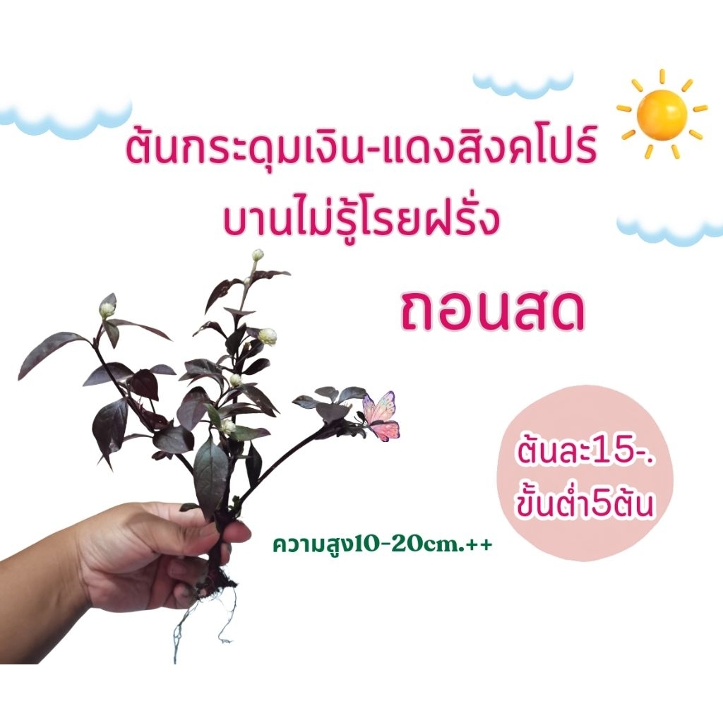 ต้นพันธุ์ กระดุมเงิน แดงสิงค์โปร์หรือบานไม่รู้โรยฝรั่ง