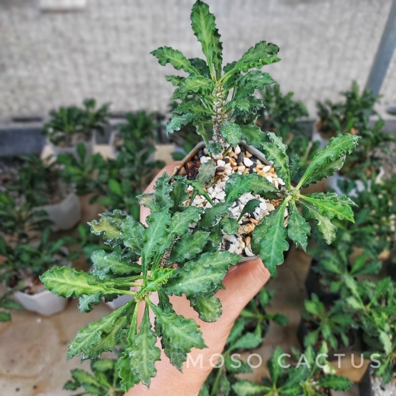 ต้นไดโนเสาร์ ในกระถาง 2 นิ้ว เลี้ยงในร่มได้