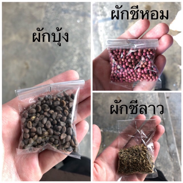 เมล็ดพันธุ์ผัก ผักบุ้ง ผักชีลาว ผักชีหอม ตราศรแดง ซองละ 5 บาท