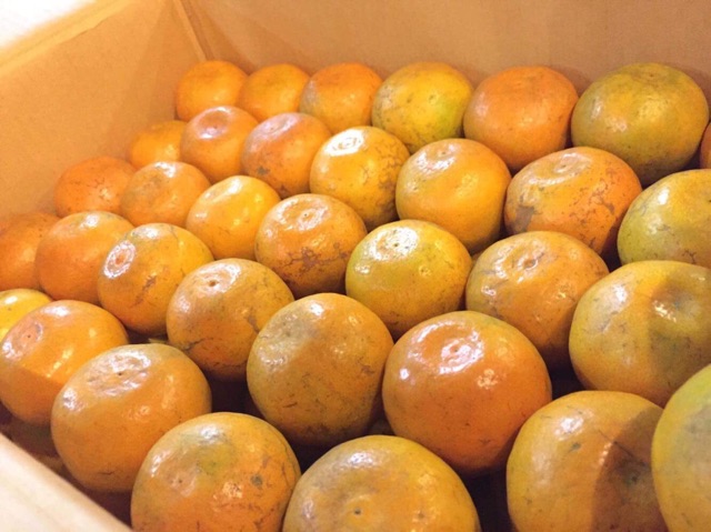 ส้มสายน้ำผึ้งฝางแท้ หวานฉ่ำ ปลอดสารแว๊กซ์ ส่งตรงสดจากสวน ขนาดกล่อง5kgและ10kg