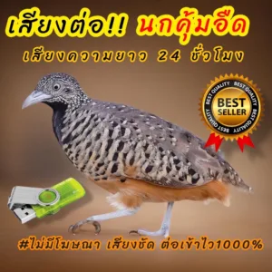 เสียงนกคุ้มอืด เสียงต่อนกคุ้มอืด ต่อเข้าเร็ว เสียงดี ชัด100% ไม่มีโฆษณาแทรก